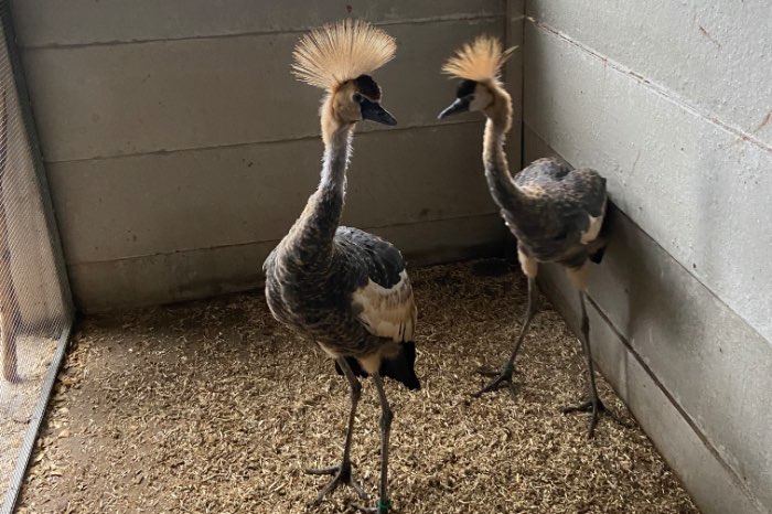 jonge grijze kroonkraanvogels