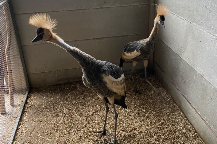 jonge grijze kroonkraanvogels