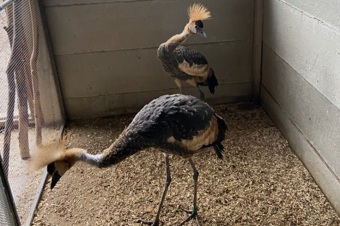 jonge grijze kroonkraanvogels