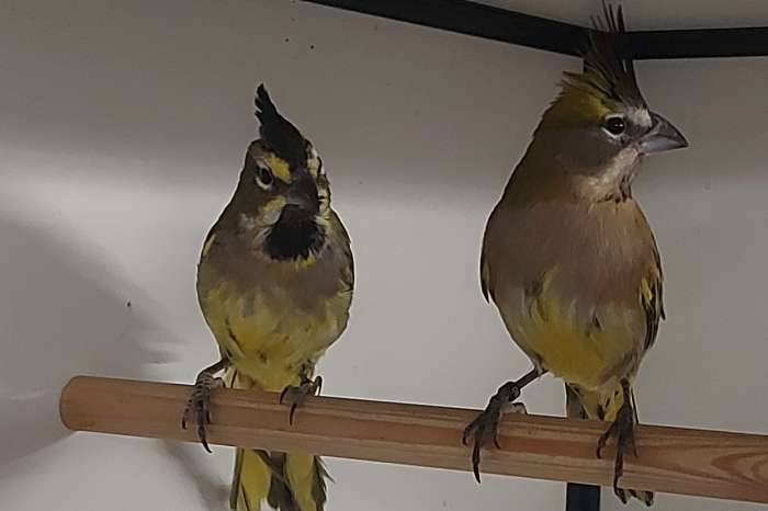 koppel groene kardinalen