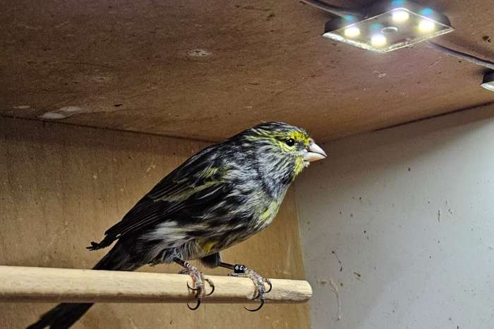 mooi zingende kanarie man uit 2025