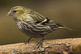 sijs wildkleur tt kwaliteit koppel