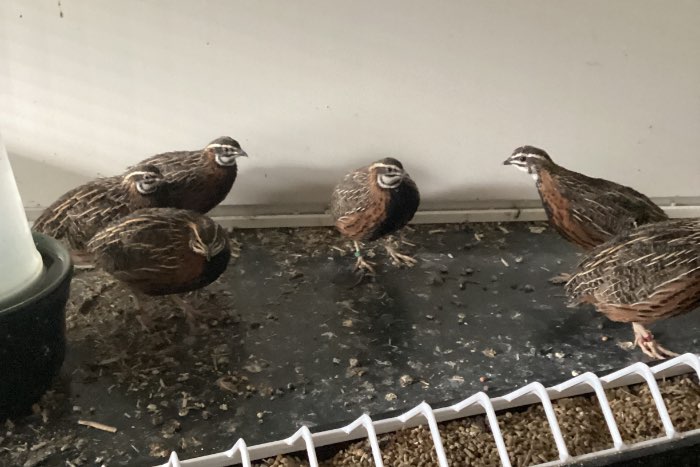 harlekijn kwartels 2025