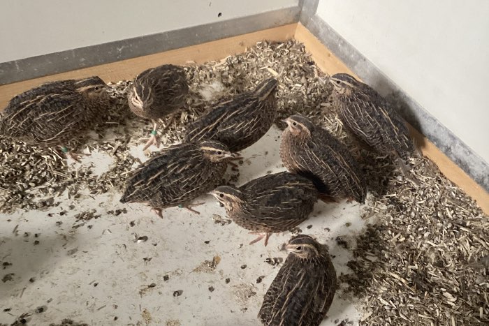 harlekijn kwartels 2025