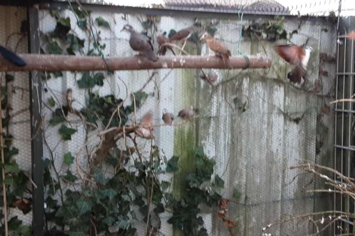 1-0 musduifje 1-0 talpacoti van 2025