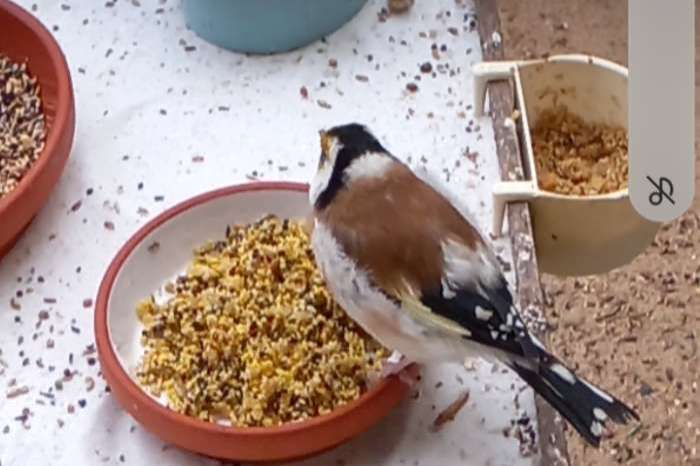 te koop: major putter man geringd 2023 en 2024 wildkleur