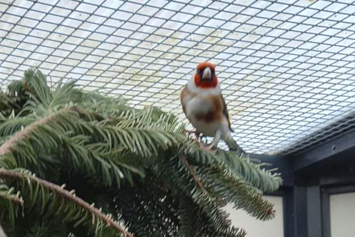 te koop: major putter man geringd 2023 en 2024 wildkleur