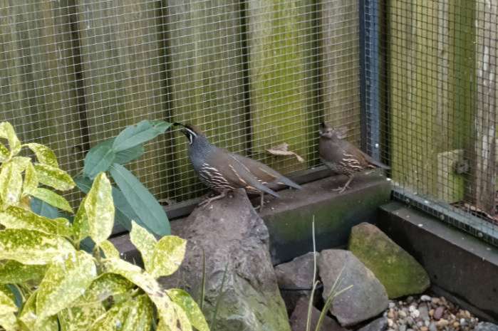 californische kuifkwartel