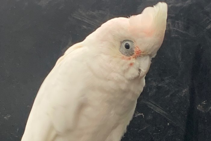 onverwant koppel naaktoog kaketoe cacatua sanguinea