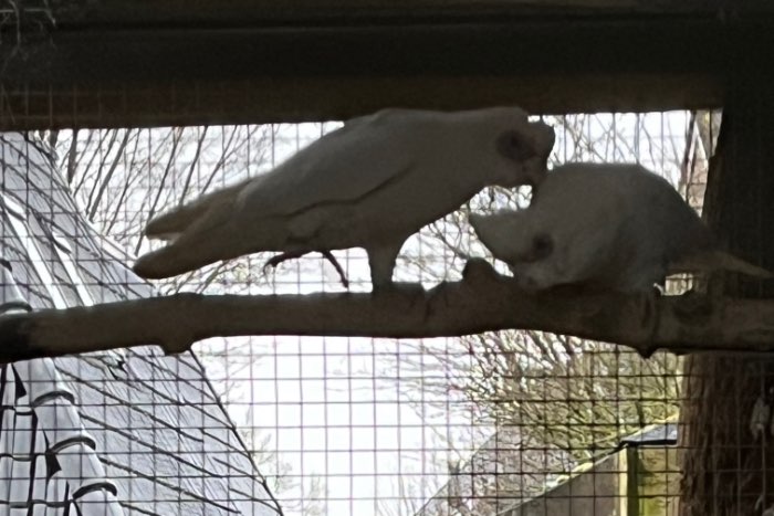 onverwant koppel naaktoog kaketoe cacatua sanguinea