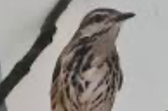 palmlijsters gezocht , mannen en poppen