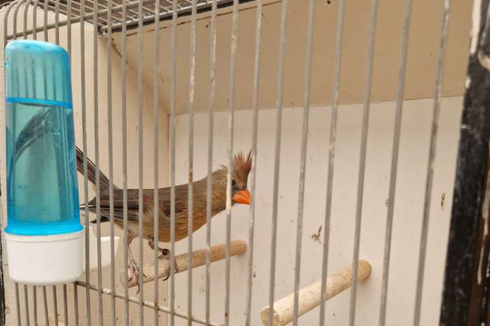 koppel rode kardinalen.