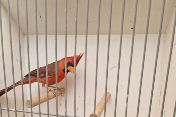 rode kardinaal mannen