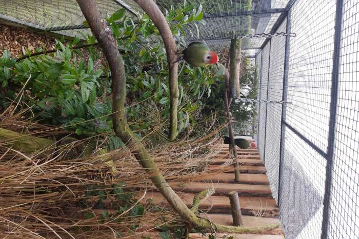 roodkuif toerako man gezocht