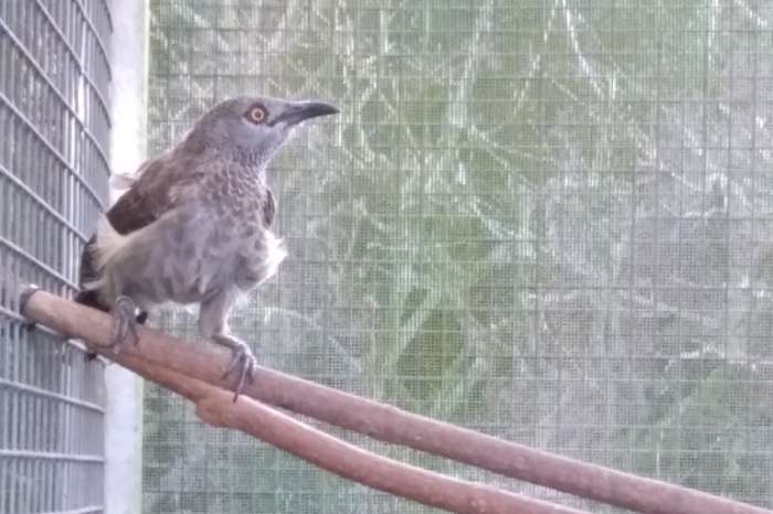 man sahel babbelaar 2021-2022