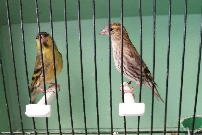 sijs wildkleur koppel tt kwaliteit