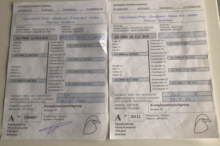 goudfazanten serie 5000