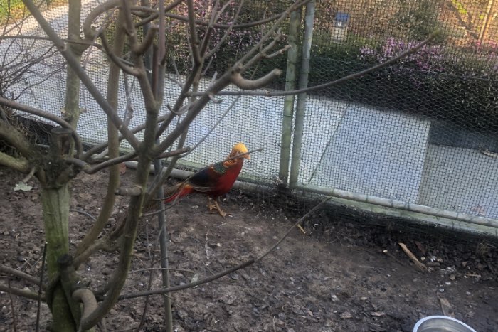 goudfazanten serie 5000