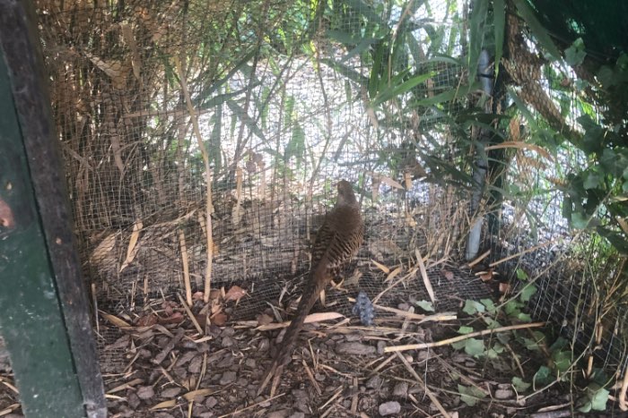 goudfazanten serie 5000