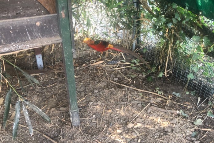 goudfazanten serie 5000