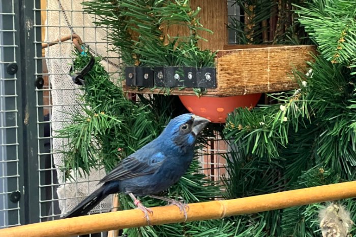 braziliaanse blauwe bisschop 24