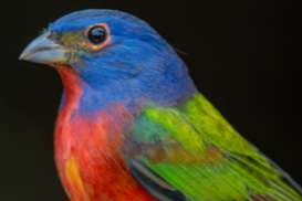 mexicaanse nonpareil