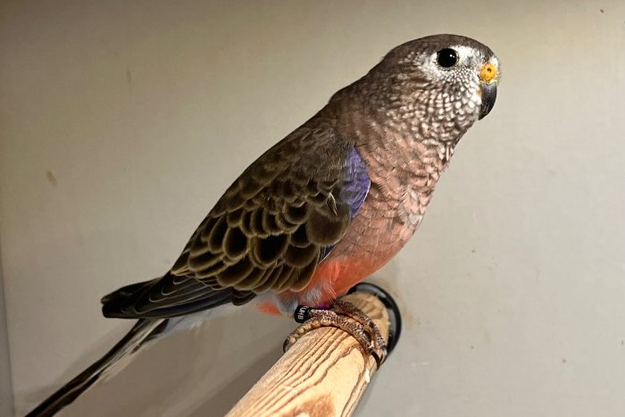 wildkleur bourke parkieten (2025)