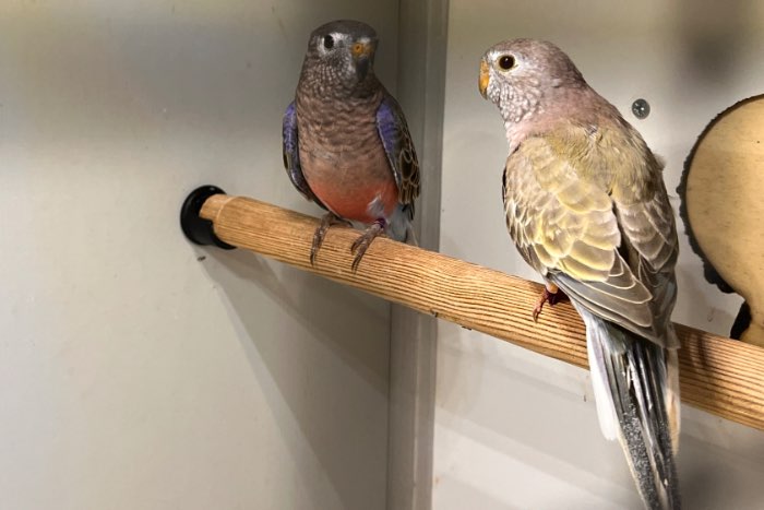 wildkleur bourke parkieten (2025)