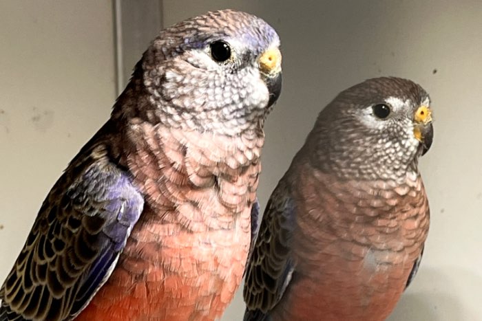 wildkleur bourke parkieten (2025)