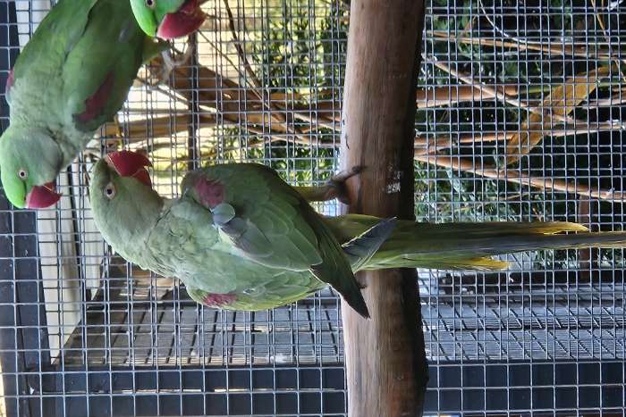 reccesief grijsgroene alexanderparkiet man