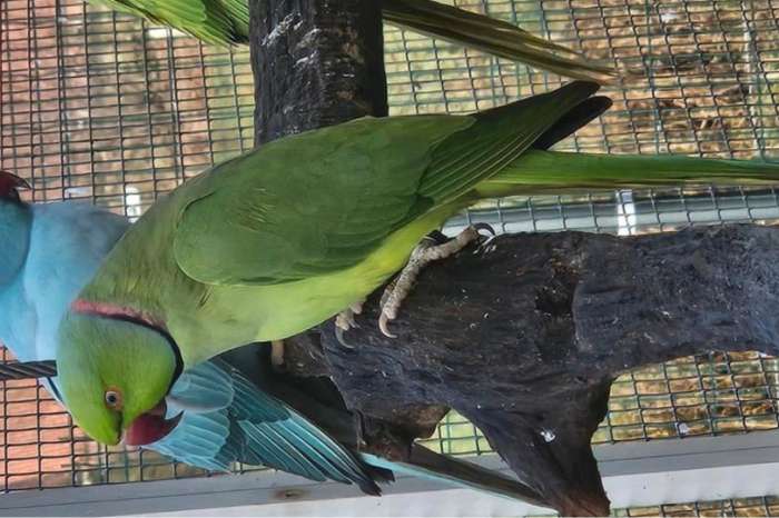 halsbandparkiet groen/lutino/opaline