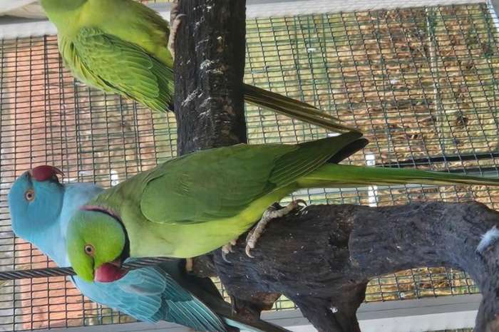 halsbandparkiet groen/lutino/opaline