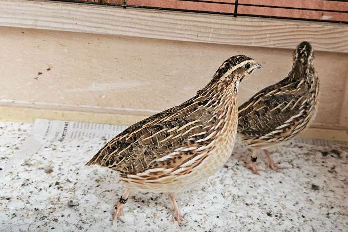 europese kwartels haan