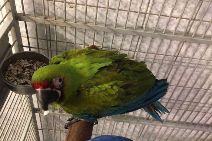 ara ambigua/ great green macaw