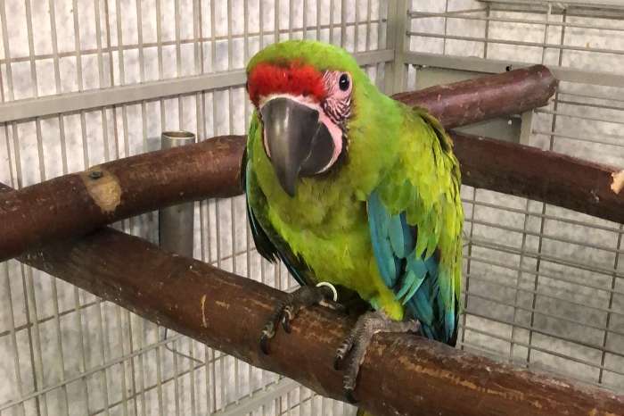 ara ambigua/ great green macaw