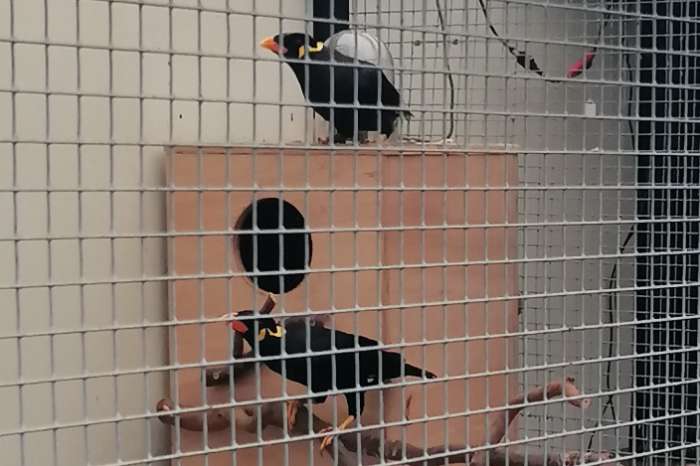 1-1 grote beos (gracula religiosa religiosa)20252