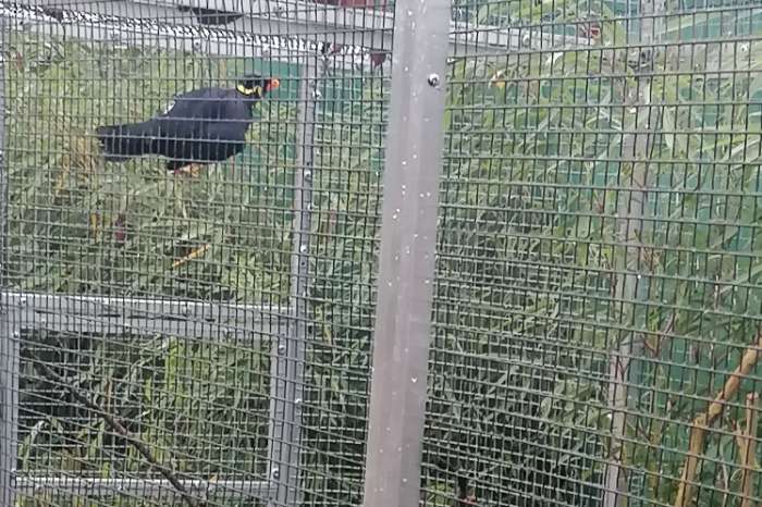 1-1 grote beos (gracula religiosa religiosa)20252