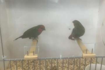 roodkoppapegaaiamadine