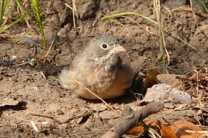 1-0 steenortolaan (emberiza buchanani)