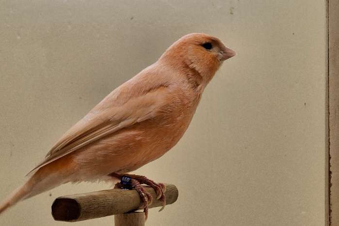 rood ivoor schimmel man 2023