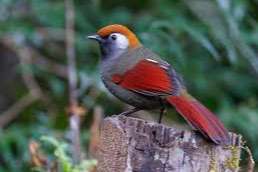 1,0 roodstaartgaailijster trochalopteron milnei garrulax