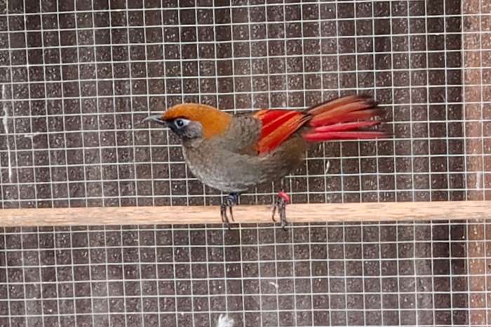 1,0 roodstaartgaailijster trochalopteron milnei garrulax