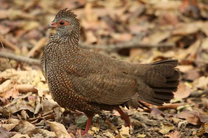 rotspatrijzen gezocht