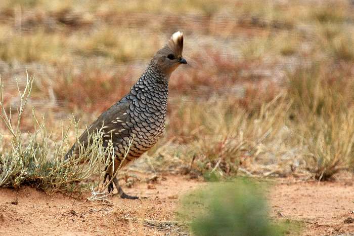 blauwschubben kwartel hen gezocht