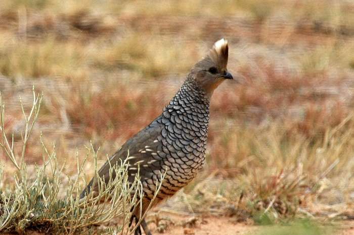 blauwschubben kwartel haan