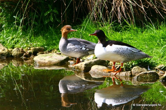 gezocht chinese zaagbek man 2024of2025