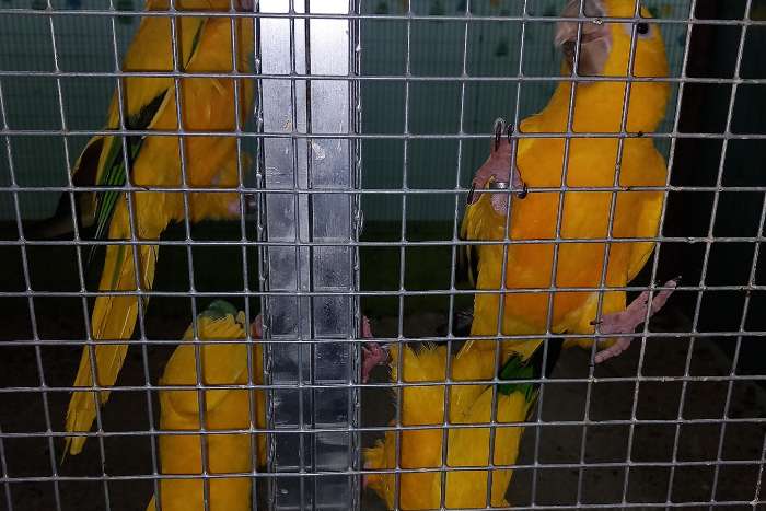 goudparkieten te koop of ruilen