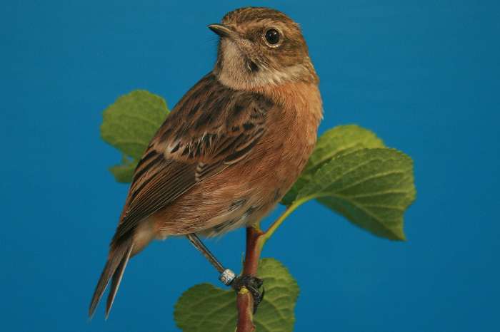 roodborsttapuit, roodstaart, zanglijsters, huismus, rietgors