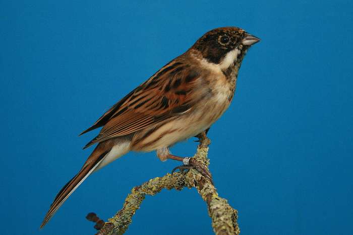 roodborsttapuit, roodstaart, zanglijsters, huismus, rietgors