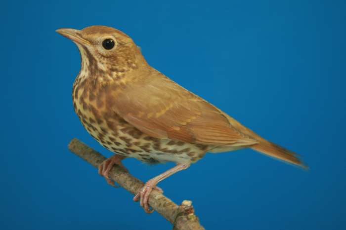 roodborsttapuit, roodstaart, zanglijsters, huismus, rietgors